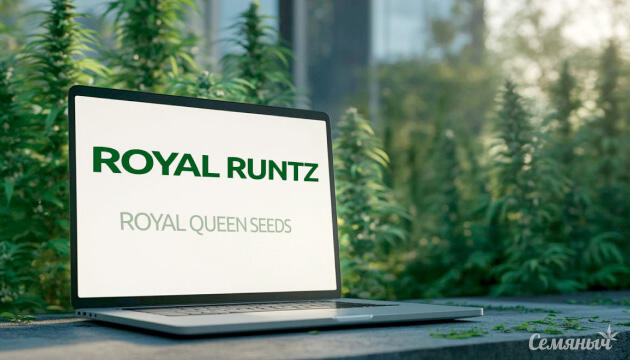Гроурепорт сорта Royal Runtz от Royal Queen Seeds