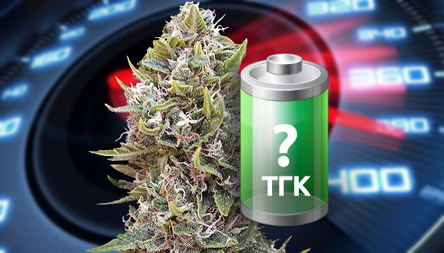 Уровень содержания ТГК ТГК в быстрорастущих сортах