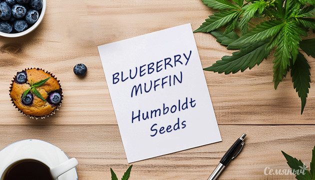 Гроурепорт сорта Blueberry Muffin fem от Humboldt Seed Company