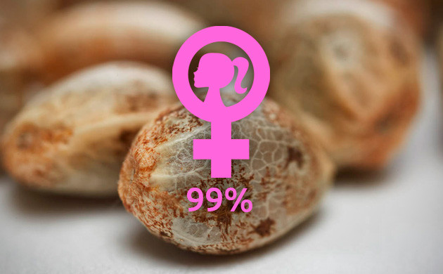 Феминизированные семена конопли