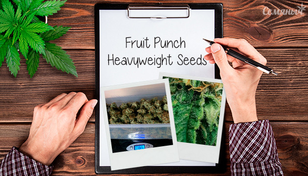 Гроурепорт сорта Fruit Punch от Heavyweight Seeds