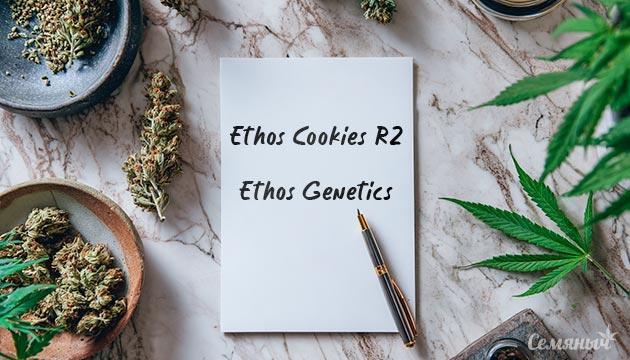Гроурепорт сорта Ethos Cookies R2 от Ethos Genetics