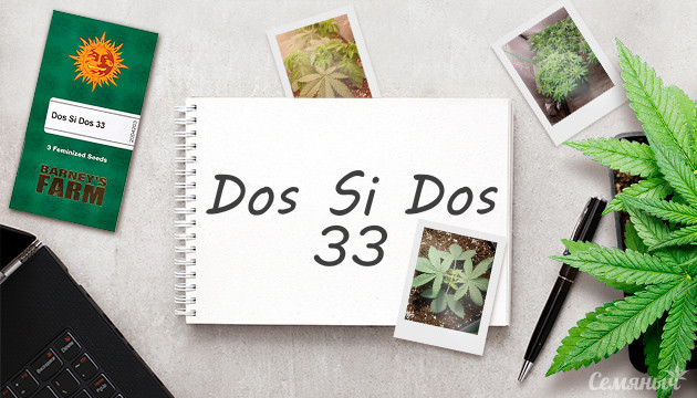 Гроурепорт сорта Dos Si Dos 33