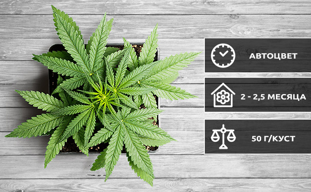 Сорта психоделической автоцветущей конопли Особенности психоделических автоцветущих сортов конопли