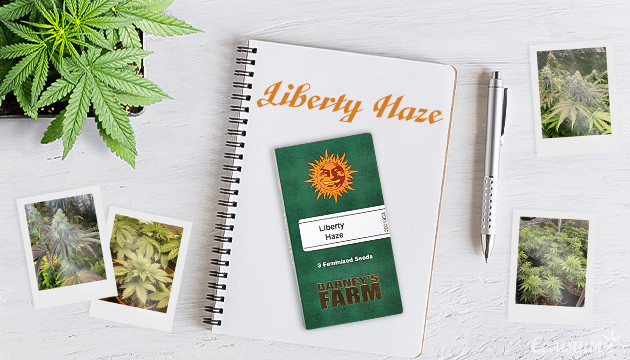 Гроурепорт сорта Liberty Haze