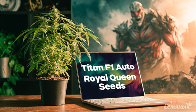 Гроурепорт сорта Titan F1 Auto от Royal Queen Seeds